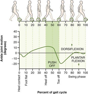 b9780323039895000213_f014-019-9780323039895